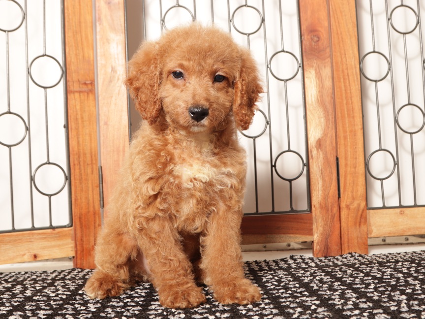 Poppy - female Mini Goldendoodle Puppy for Sale (F1B) - Image 2