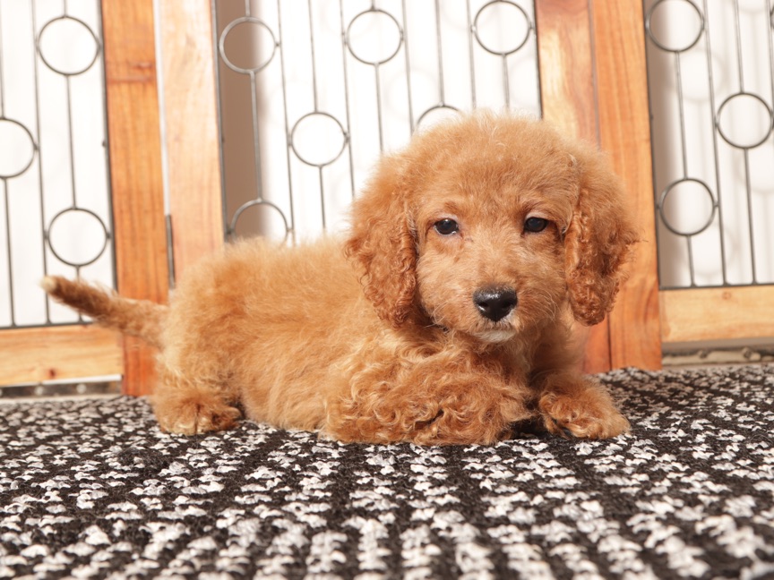 Poppy - female Mini Goldendoodle Puppy for Sale (F1B) - Image 3