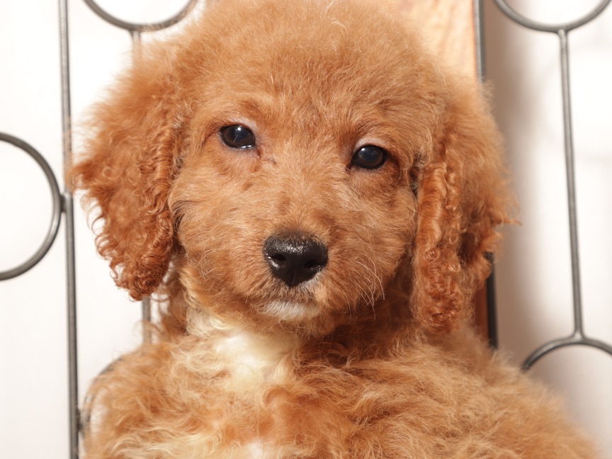 Poppy - female Mini Goldendoodle Puppy for Sale (F1B) - Image 4