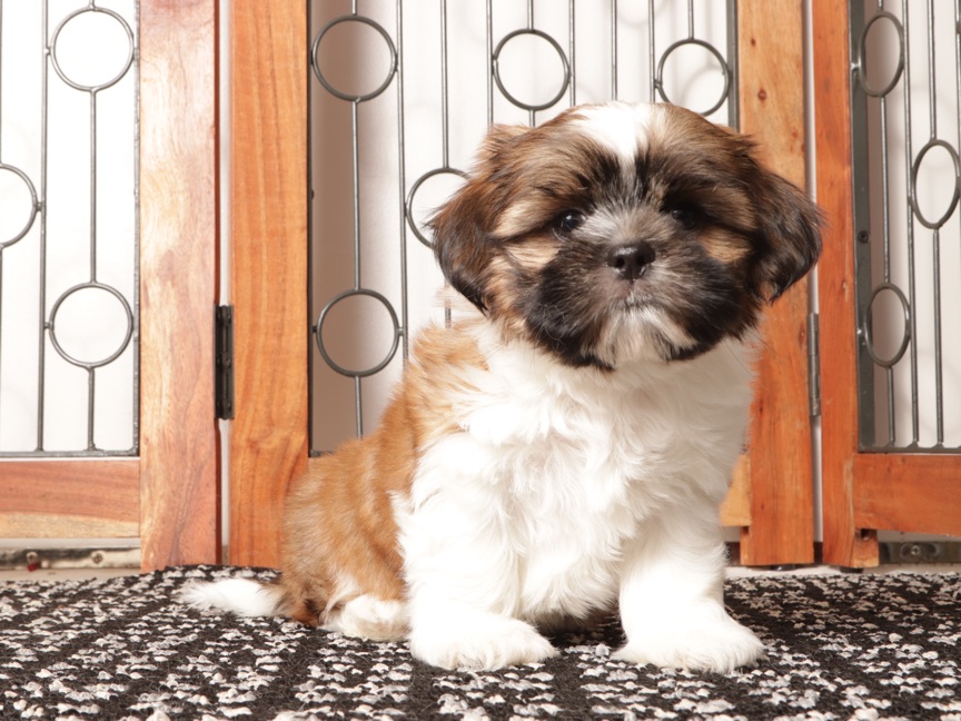 Ray - Joyful ACA Male Shih Tzu