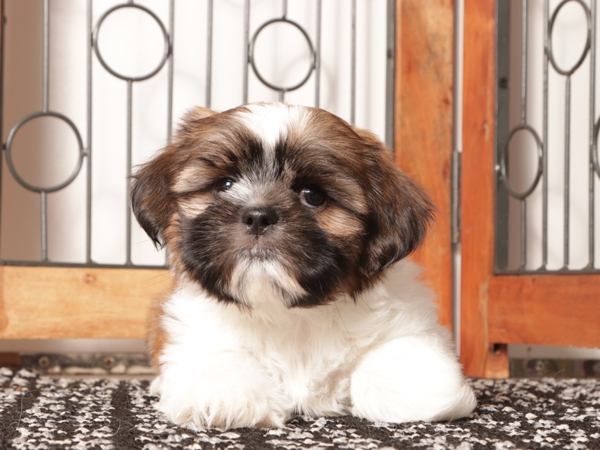 Ray - Joyful ACA Male Shih Tzu - Image 2
