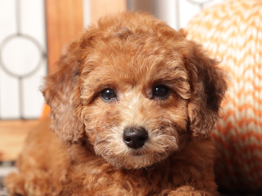 Red - snuggly ACA Toy male Poodle - Image 2