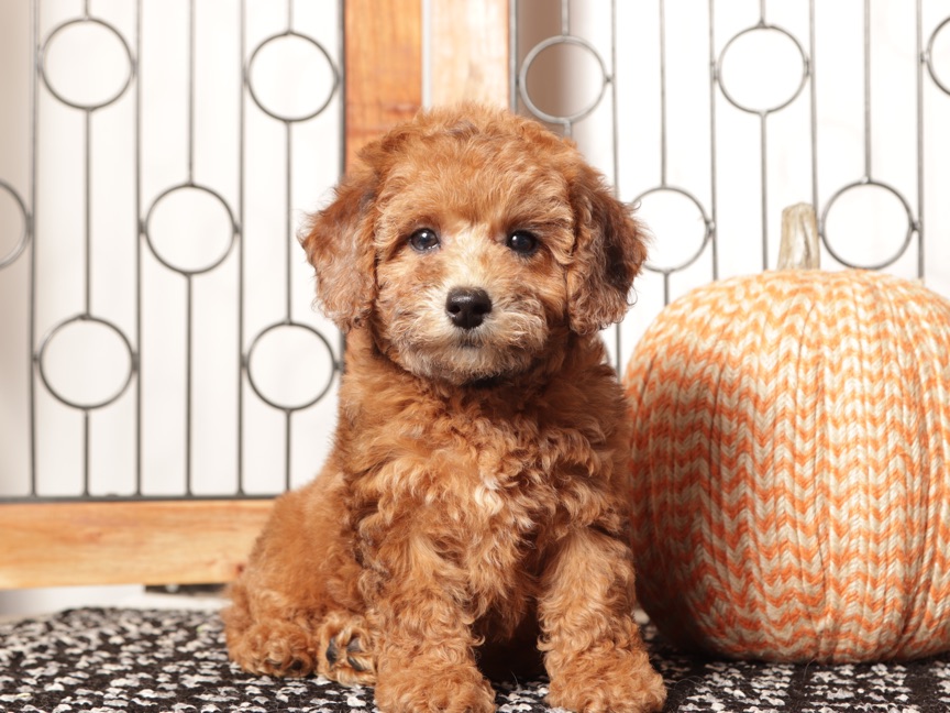 Red - snuggly ACA Toy male Poodle - Image 3