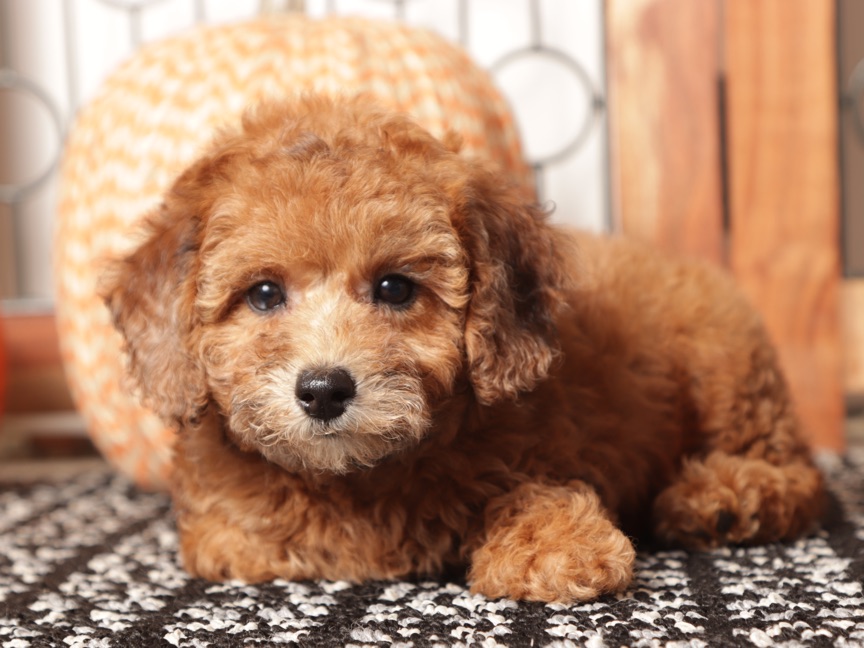 Red - snuggly ACA Toy male Poodle - Image 4