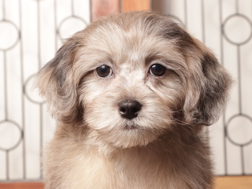 Remy- Playful Male Shih-Poo Puppy - Image 3