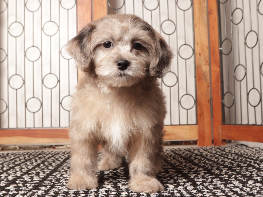 Remy- Playful Male Shih-Poo Puppy - Image 4