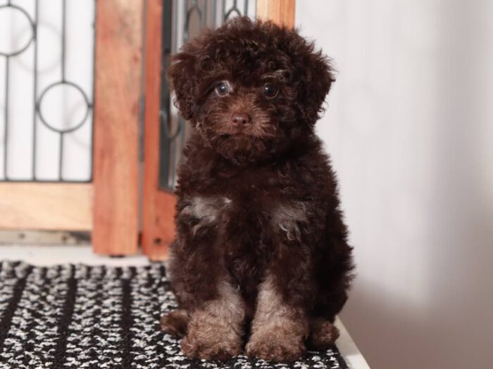 Robert - Charming male Poodle Puppy for Sale in Florida