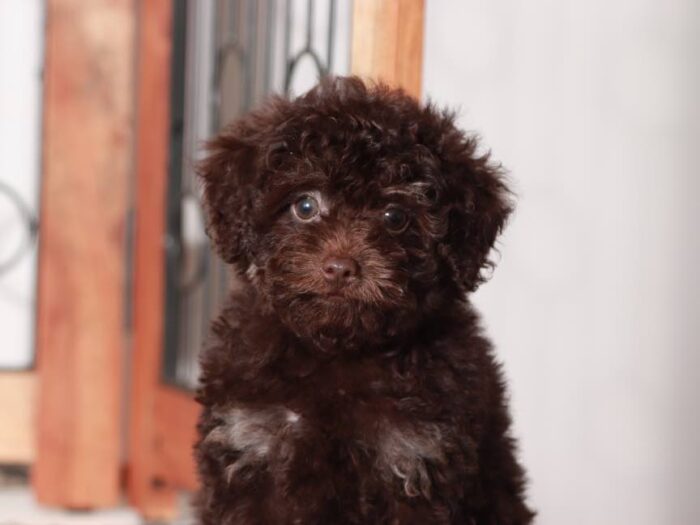 Robert - Charming male Poodle Puppy for Sale in Florida - Image 5