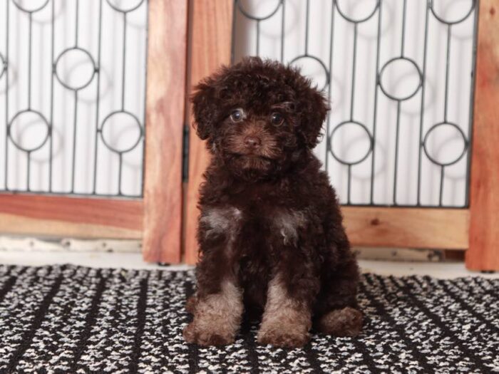 Robert - Charming male Poodle Puppy for Sale in Florida - Image 4