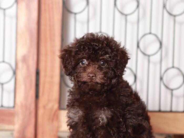 Robert - Charming male Poodle Puppy for Sale in Florida - Image 3