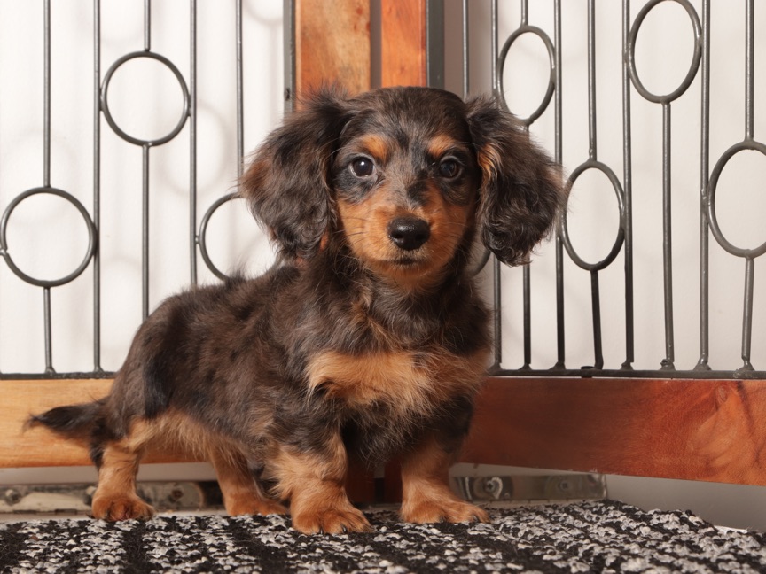 Rocco- Fun Male Mini Dachshund Puppy