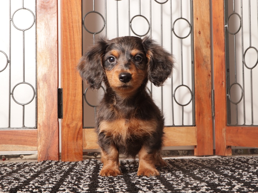 Rocco- Fun Male Mini Dachshund Puppy - Image 2