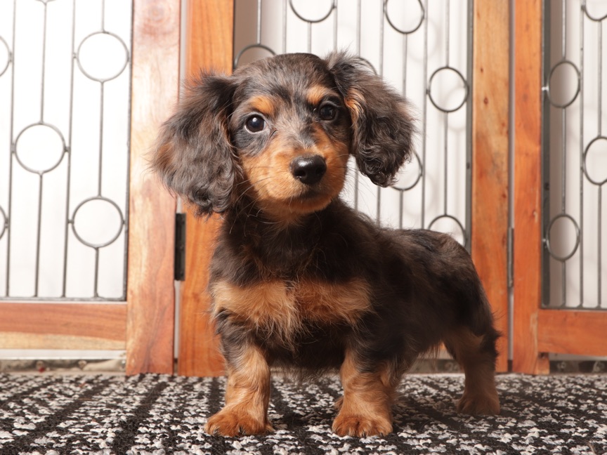 Rocco- Fun Male Mini Dachshund Puppy - Image 3