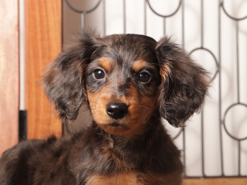 Rocco- Fun Male Mini Dachshund Puppy - Image 4