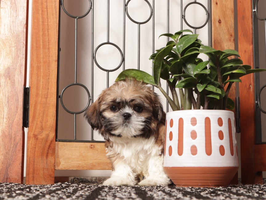 Roo- Little Male Shih Tzu Puppy