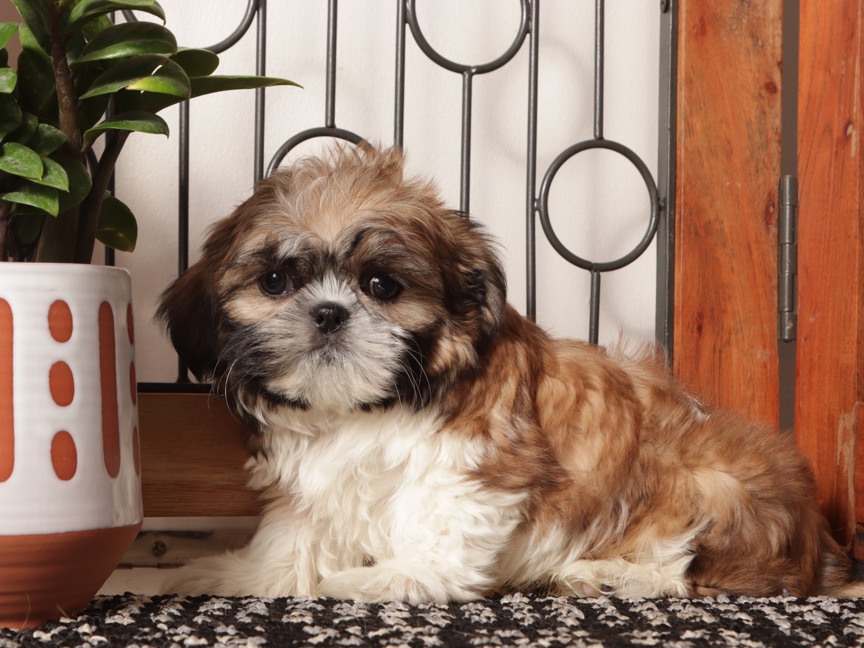 Roo- Little Male Shih Tzu Puppy - Image 2