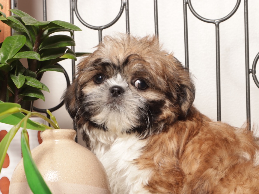 Roo- Little Male Shih Tzu Puppy - Image 3