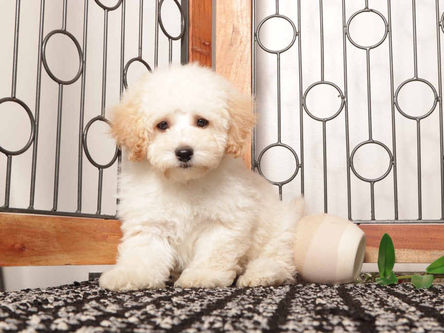 Rusty- Affectionate Male Maltipoo Puppy