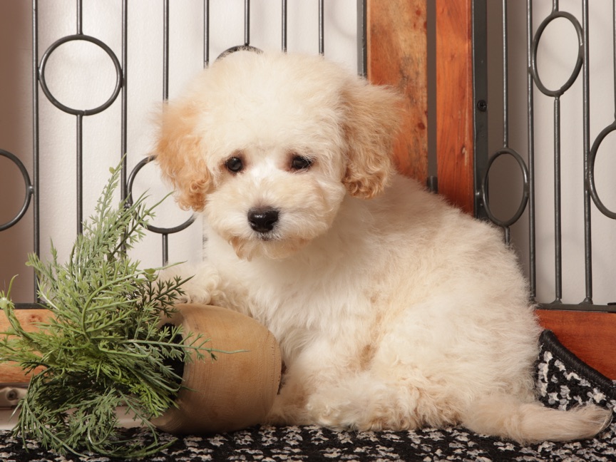 Rusty- Affectionate Male Maltipoo Puppy - Image 3
