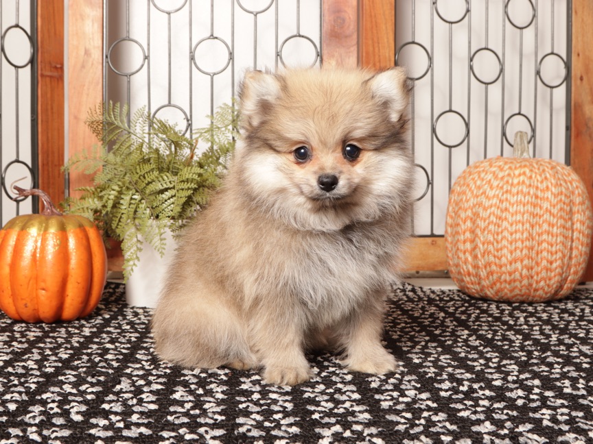 Sage – Sable Female Pomeranian ACA