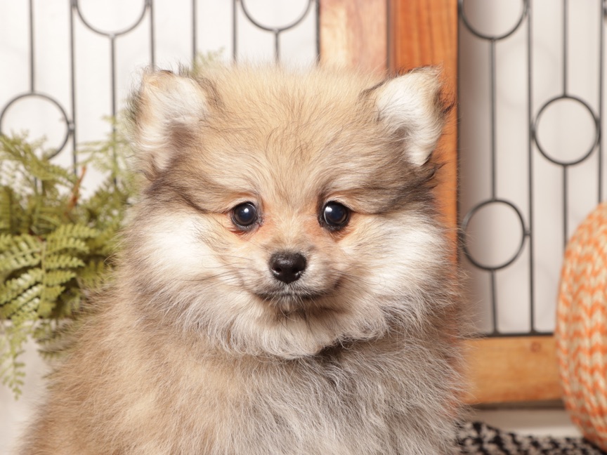 Sage - Sable Female Pomeranian ACA - Image 2