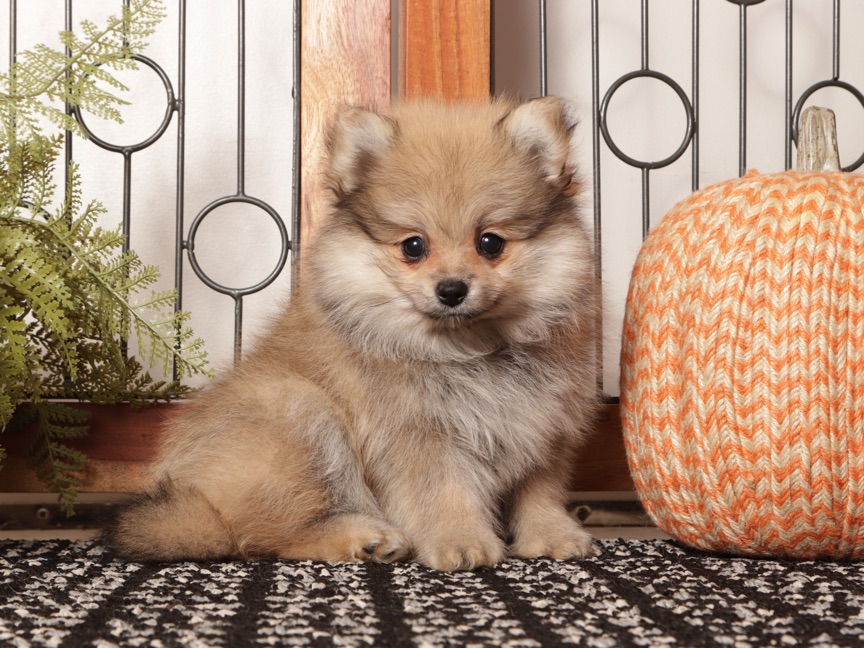 Sage - Sable Female Pomeranian ACA - Image 3