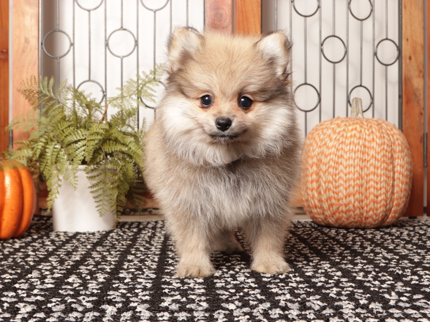 Sage - Sable Female Pomeranian ACA - Image 4