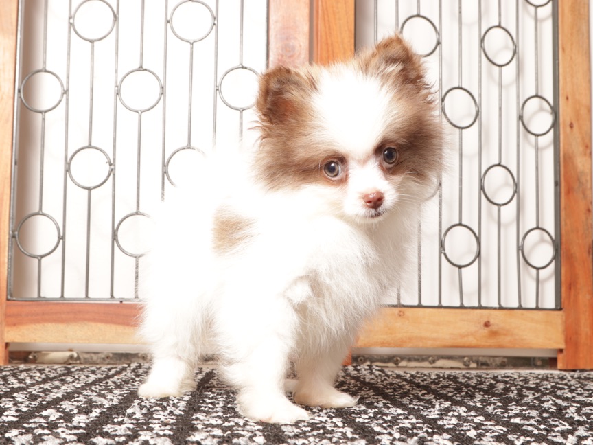 Sam - Tiny ACA Male Pomeranian