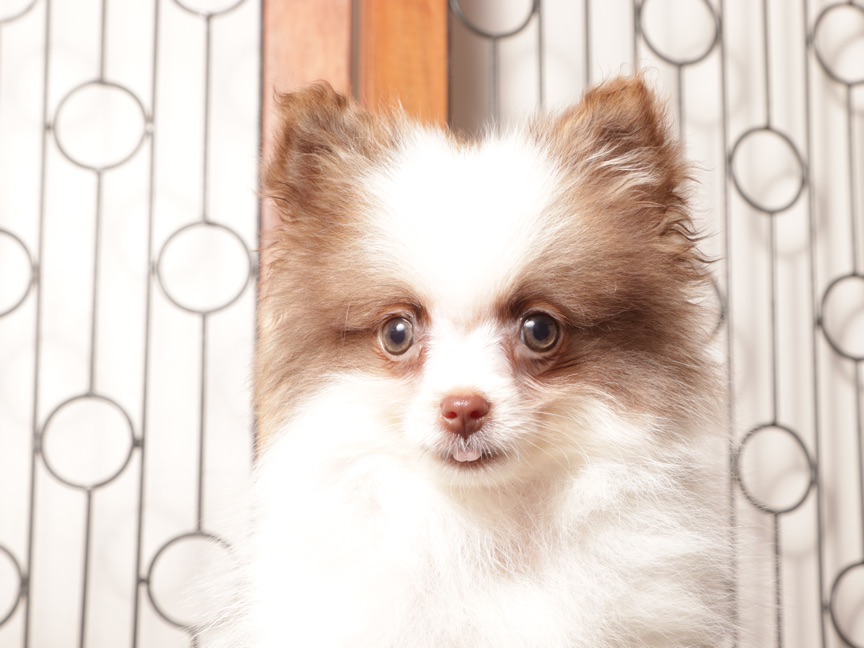 Sam - Tiny ACA Male Pomeranian - Image 2
