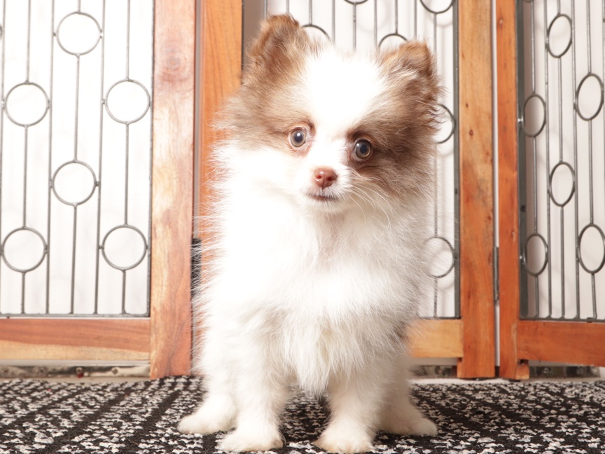 Sam - Tiny ACA Male Pomeranian - Image 3