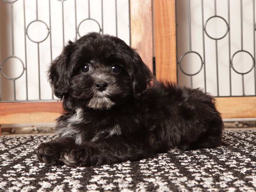 Sasha- Sassy Female Shih-Poo Puppy