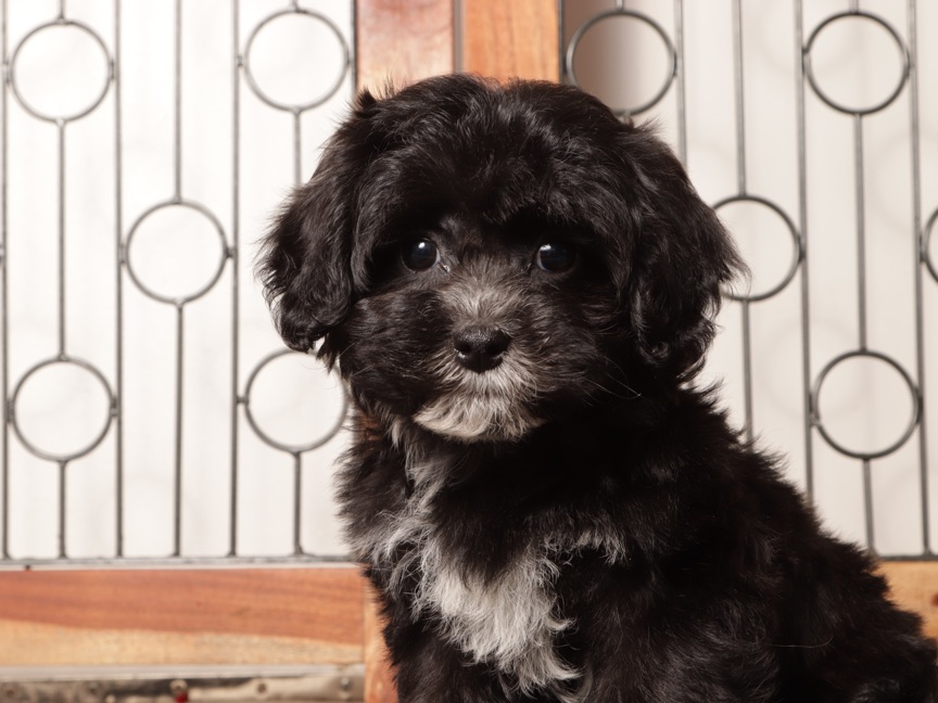 Sasha- Sassy Female Shih-Poo Puppy - Image 2