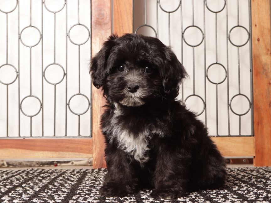 Sasha- Sassy Female Shih-Poo Puppy - Image 4