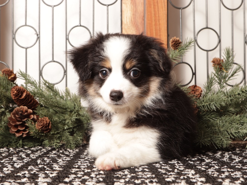 Scarlette - Black and White Female Mini Aussie Puppy