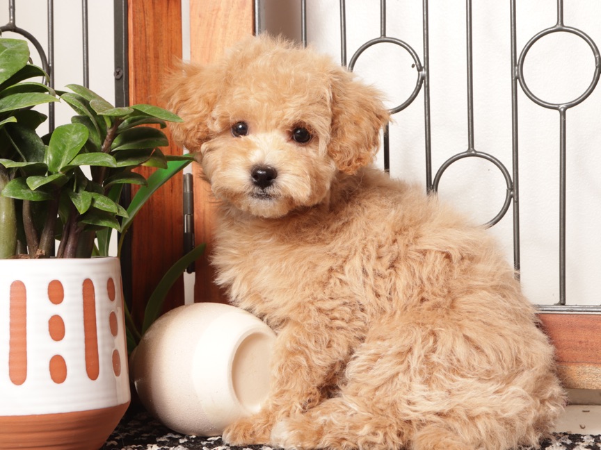 Sherry- Gentle Female Maltipoo Puppy