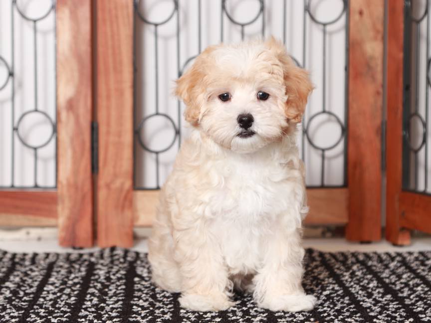 Sherry- Gentle Female Maltipoo Puppy - Image 2