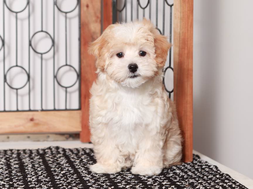 Sherry- Gentle Female Maltipoo Puppy