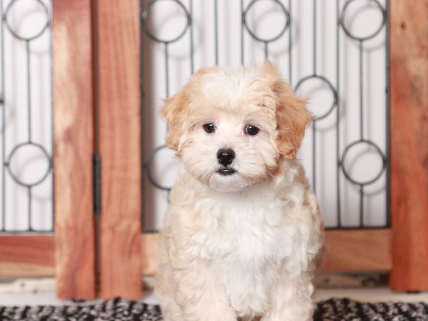 Sherry- Gentle Female Maltipoo Puppy - Image 4