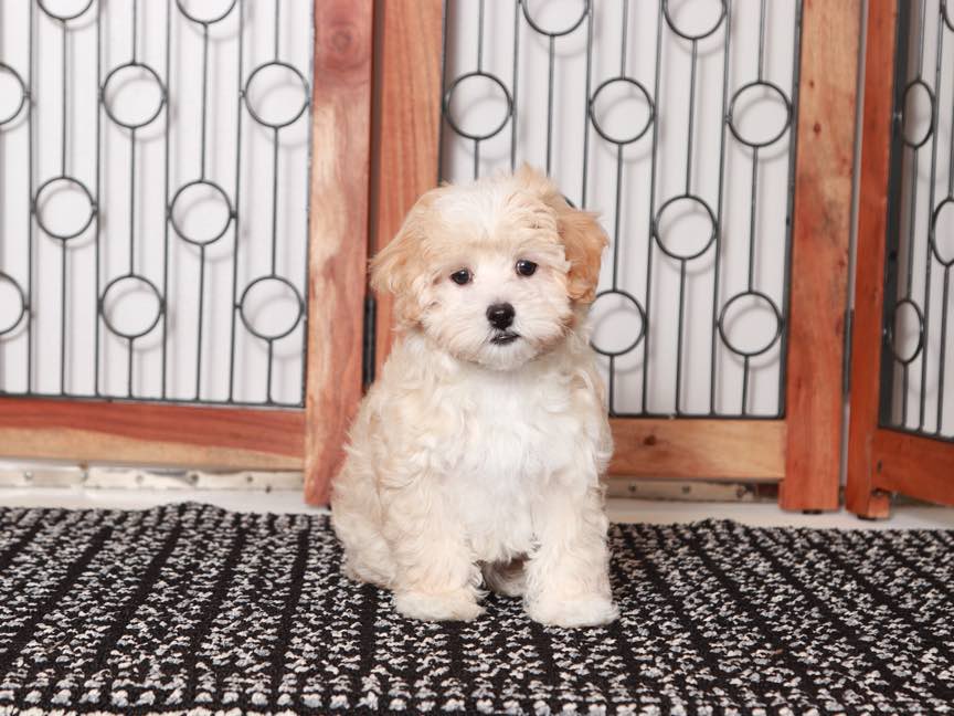 Sherry- Gentle Female Maltipoo Puppy - Image 3