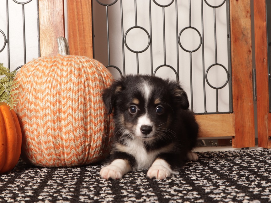 Sienna - Sweet Mini Aussie Puppy
