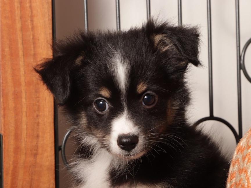 Sienna - Sweet Mini Aussie Puppy - Image 2