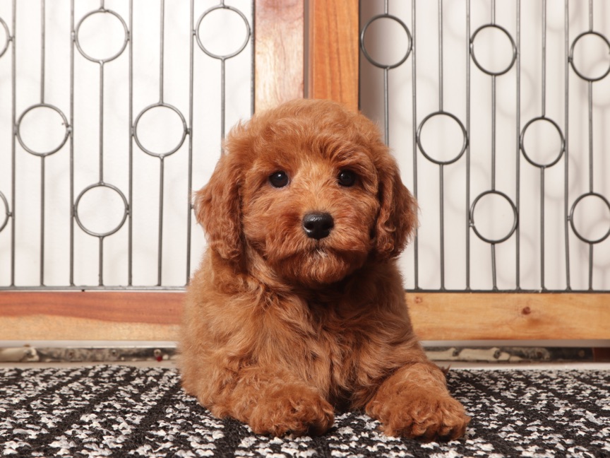 Simba – Playful Male Mini Goldendoodle Puppy