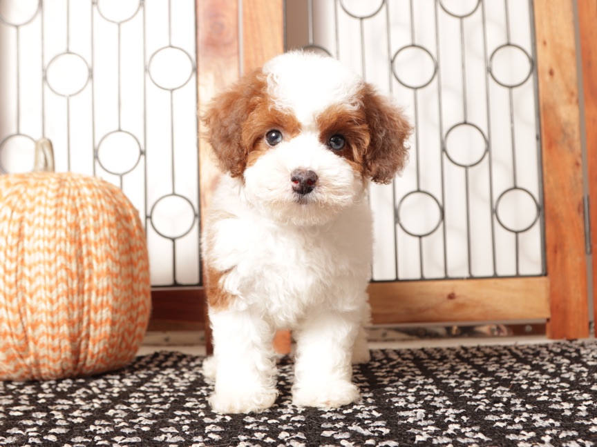 Sprinkles - Precious Toy ACA Female Poodle Puppy - Image 2