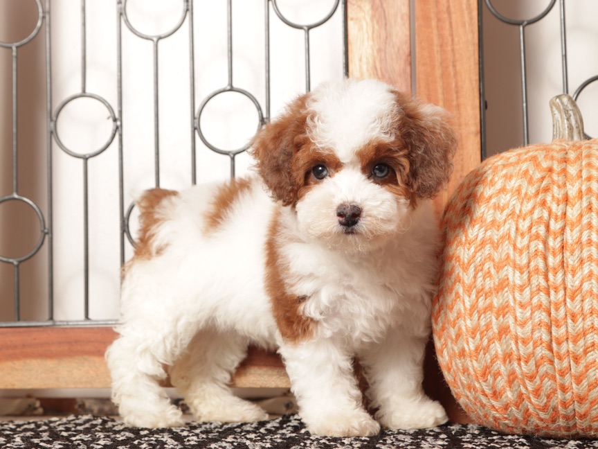 Sprinkles - Precious Toy ACA Female Poodle Puppy - Image 4