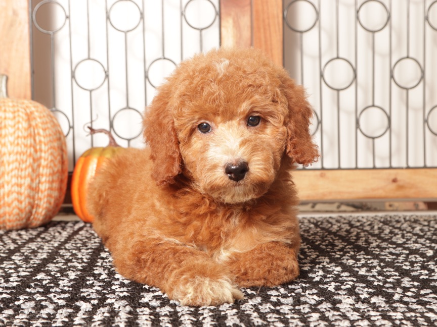 Ted- Stunning Male Mini Red Goldendoodle Puppy (F1B)