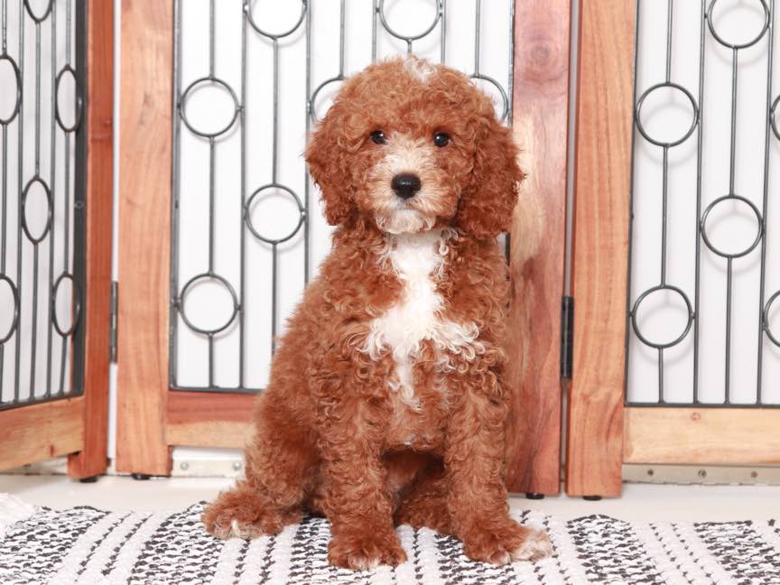 Ted- Stunning Male Mini Red Goldendoodle Puppy
