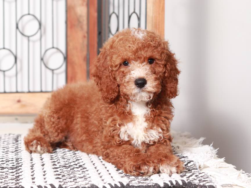 Ted- Stunning Male Mini Red Goldendoodle Puppy - Image 4