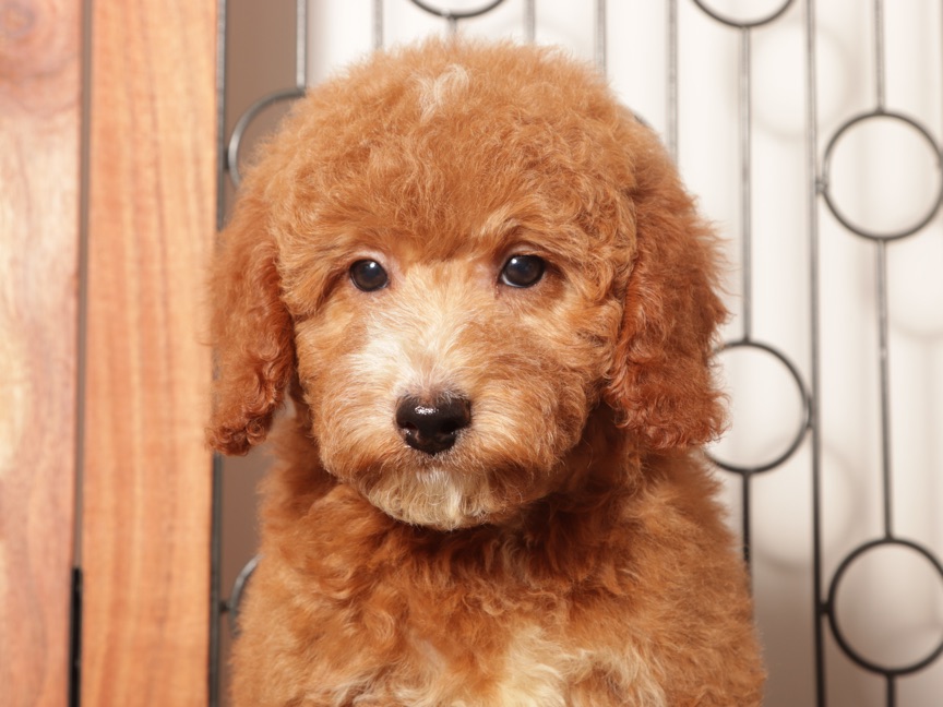 Ted- Stunning Male Mini Red Goldendoodle Puppy (F1B) - Image 2