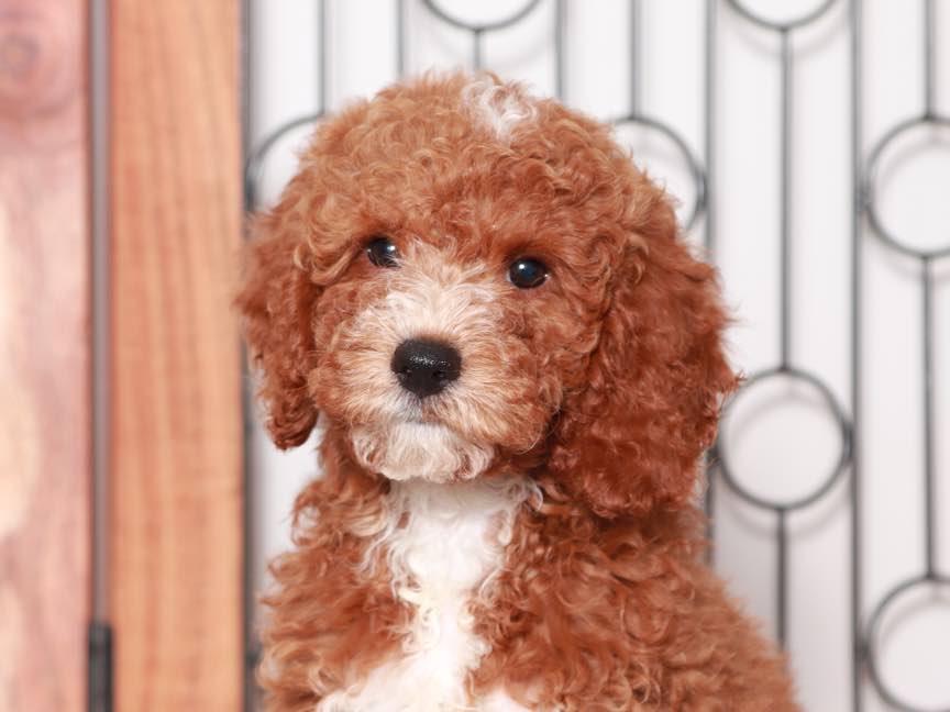 Ted- Stunning Male Mini Red Goldendoodle Puppy - Image 3