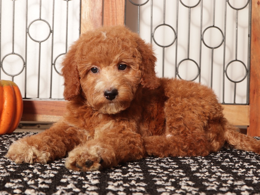 Ted- Stunning Male Mini Red Goldendoodle Puppy (F1B) - Image 3